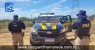 PRF resgata 44 pássaros transportados em condições precárias em Juazeiro-BA
