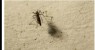 Brasil vive novo surto de dengue e já iguala casos de todo o ano passado