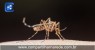 Salgueiro está entre as cinco cidades brasileiras com mais casos prováveis de chikungunya