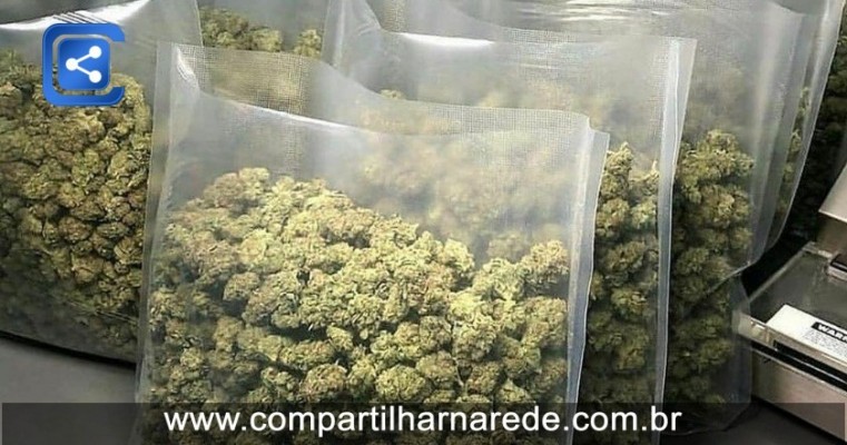 Brasil : Compre cannabis medicinal e entrega em domicílio de haxixe