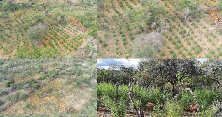 PF de Salgueiro e 1°CIPM erradica 34 mil pés de maconha na zona rural de Belém do São Francisco no Sertão de PE