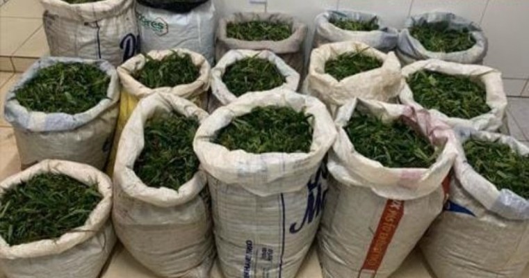 Operação da PF e PM erradica plantio de maconha e apreende 130 kg da droga em Cabrobó no Sertão de PE