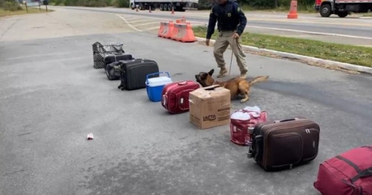 Mulher "Mula do Tráfico" é presa na Bahia com 5 Kg de maconha a droga tinha destino a cidade de Caruaru em PE