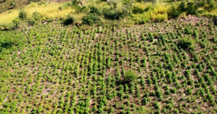 Operação Nova Aliança encerra 32ª fase com a destruição de 834 toneladas de maconha