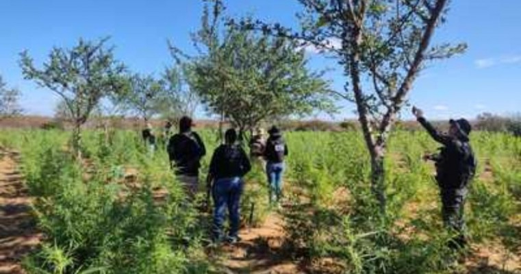 Polícia Civil erradica cerca de 30 mil pés de maconha em Santo-Sé