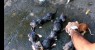 Vídeo: homem é preso por suspeita de maus-tratos a filhotes de gato