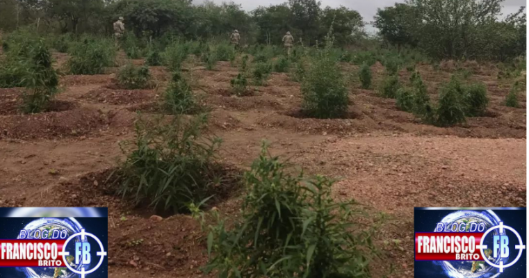 BEPI e Polícia Federal erradica mais de 17 mil pés de maconha em Belém do São Francisco no Sertão de PE