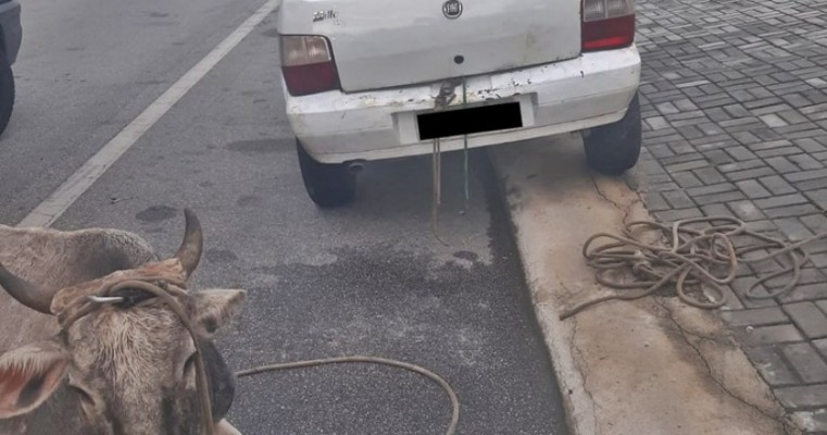 PRF encontra dois bois em carros de passeio; Donos dos veículos fugiram a pé e não foram presos na PB.