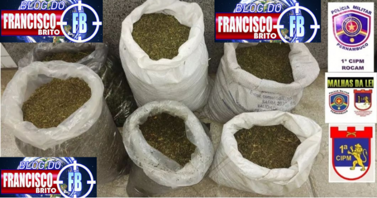 Políciais erradica 8 mil pés de maconha e apreende 48 Kg da droga na zona rural de Floresta no Sertão de PE