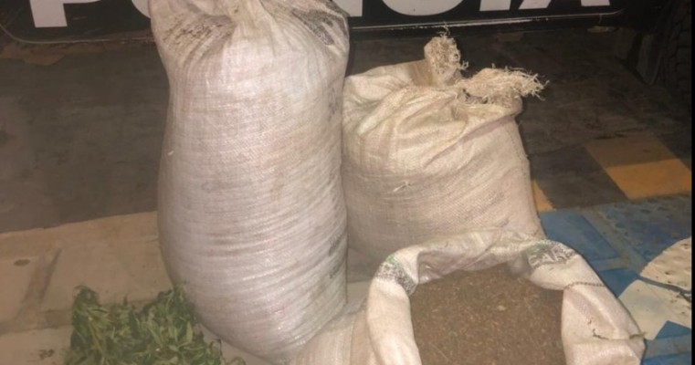 Operação Políciais erradica plantio de maconha e apreendem 23 kg da droga em Lagoa Grande no Sertão de PE