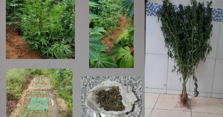 Operação conjunta da Polícia Militar e Polícia Civil erradica e incinera plantio de maconha em Ocoró