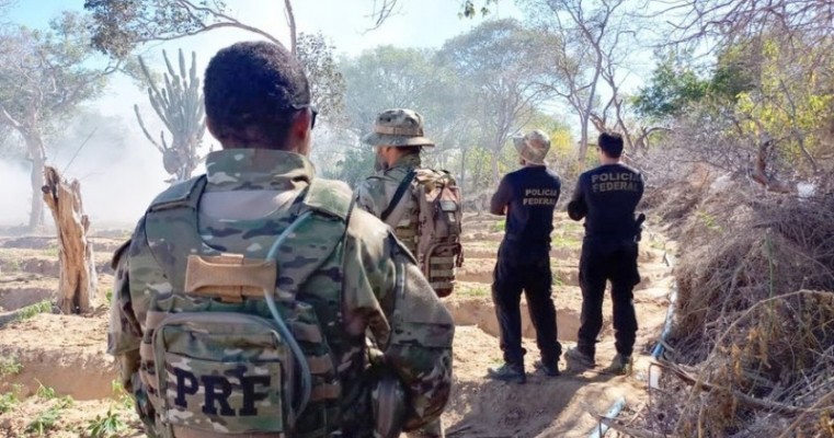 Polícia Federal e PRF erradicam 20 mil pés de maconha em Dormentes no Sertão de Pernambuco