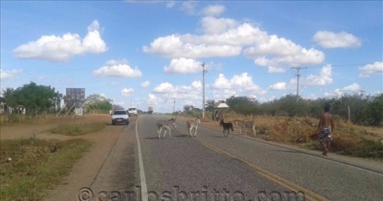 Acidentes em rodovia de acesso a Serra Talhada têm animais na pista como um dos motivos
