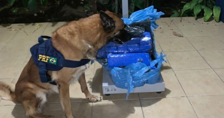 Com auxílio da cadela K9 Raia PRF prende mulher "Mula do Tráfico" com 25 kg de maconha na BR-116