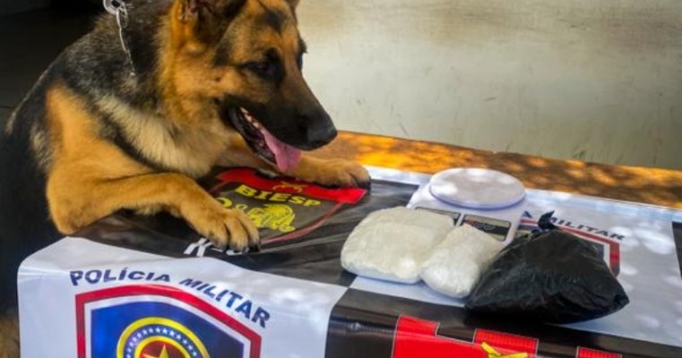 Com ajuda do cão farejador polícia prende mulher "Mula do Tráfico" em Petrolina no Sertão de PE