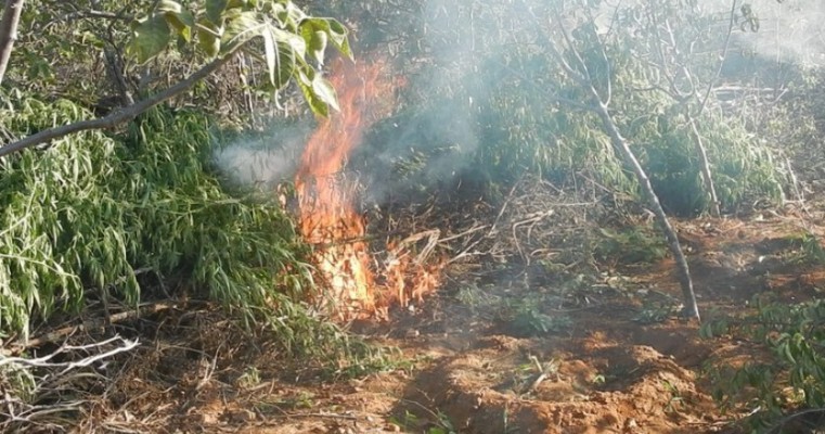 Operação da PF erradica 624 mil pés de maconha em Salgueiro Parnamirim e outros municípios do Sertão de PE 