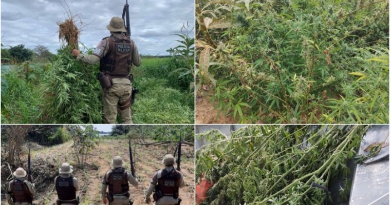 Operação Terra Limpa: PMBA erradica mais de 22 mil pés de maconha em ilhotas no município de Curaçá, Norte da BA