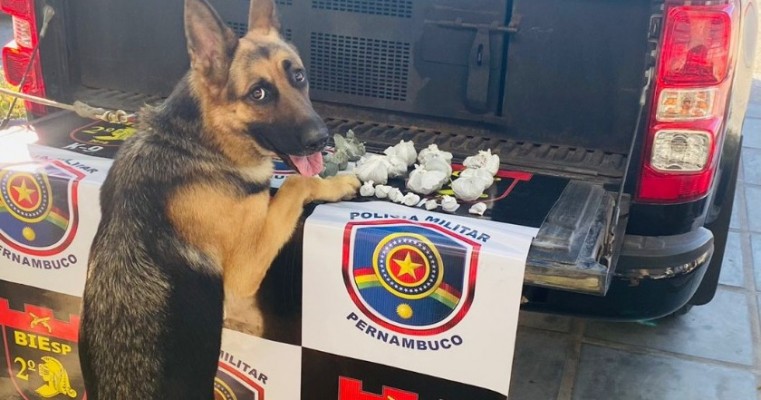 Com ajuda do cão de faro "Haya" polícias prendem traficante com drogas em  Petrolina no Sertão de PE