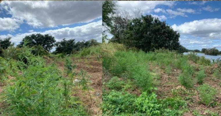 Polícia erradica roças de maconha com mais de 10 mil pés em ilhotas na cidade de Orocó no Sertão de PE