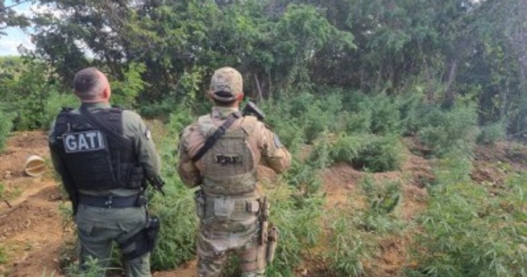 Operação Políciais destruíram plantações de maconha em Cabrobó Santa Maria e no Sertão da BA