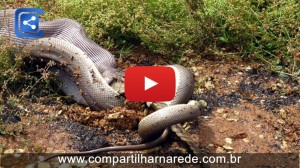 Cobra gigante come crocodilo depois de uma luta muito tempo na Austrália