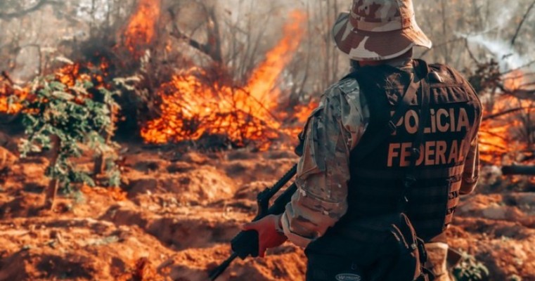 PF erradica 256 mil pés de maconha em Salgueiro, Parnamirim, Cabrobó e em cidades do Sertão de PE