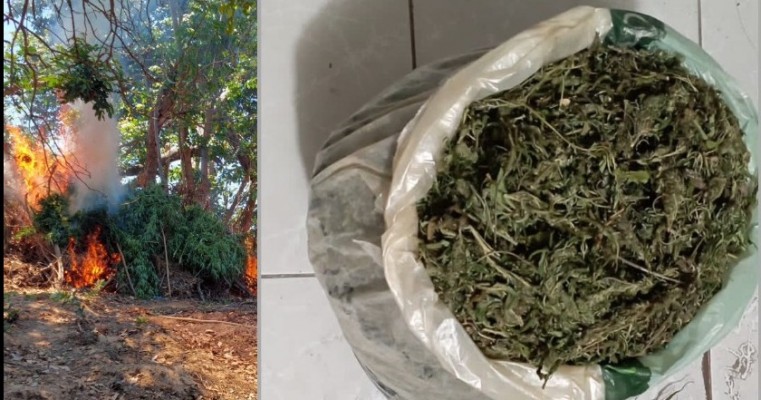 Vídeo: Operação polícial erradica 12 mil pés de maconha na zona rural de Belém do São Francisco no Sertão de PE