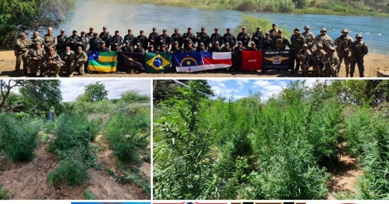 Operação conjunta entre forças políciais erradica mais de 7 mil pés de maconha em Belém do S. Francisco no Sertão de PE