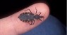 Alerta total! Este inseto não é mais o principal transmissor do mal de Chagas