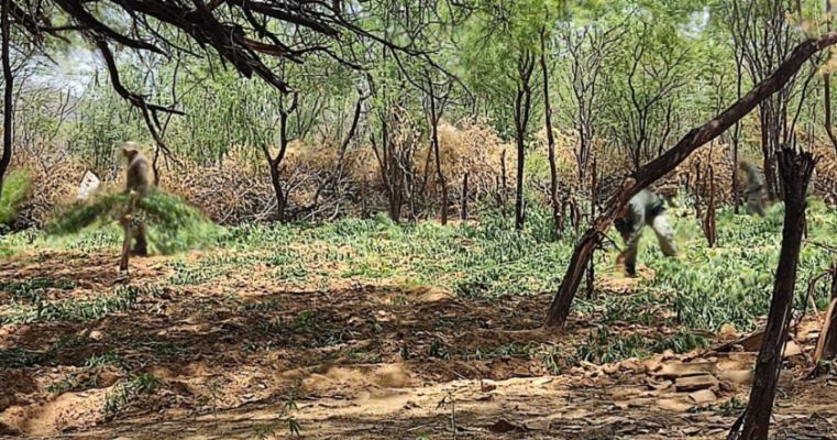 Operação Terra Limpa erradica 57 mil pés de maconha na cidade de Curaçá no Sertão da BA 