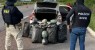 PRF e Polícia Civil prendem casal com 102 Kg de maconha entre as cidades de Salgueiro-PE e Penaforte-CE