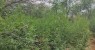 Polícia Federal erradica 105 mil pés de maconha no interior da Bahia e no Sertão de Pernambuco