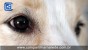 Como é a Visão de um Cachorro?