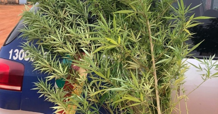 ERA SÓ PARA FUMAR! Indivíduo é preso por cultivo de maconha na sua residência em Araripina no Sertão de PE