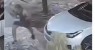 Lamentável: homem é flagrado agredindo cão de rua a pauladas na tarde desta segunda-feira (23), próximo à UFCG, em Patos