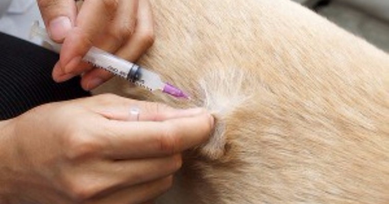 Campanha de Vacinação Antirrábica Animal segue até o dia 31 de outubro