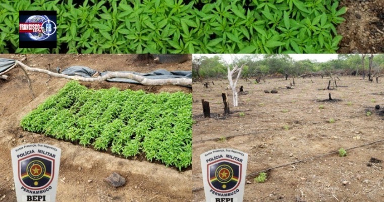 Ação conjunta da Polícia Federal e BEPI erradica 8 mil pés de maconha em Dormentes no Sertão de PE