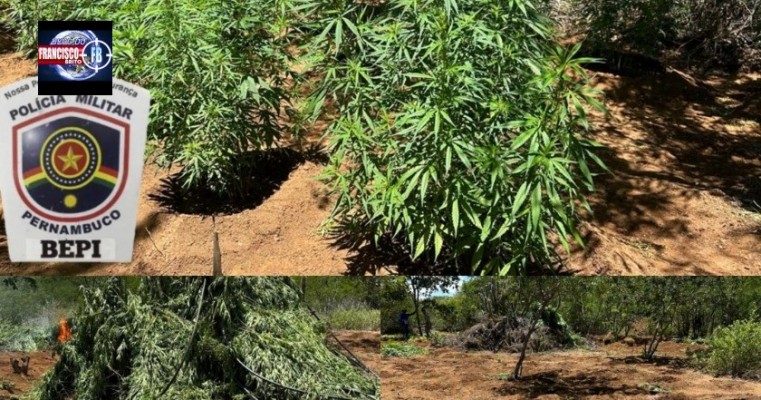 Polícia Federal e BEPI erradica mais duas roças de maconha em Flores e Betânia no Sertão de PE