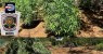 Polícia Federal e BEPI erradica mais duas roças de maconha em Flores e Betânia no Sertão de PE