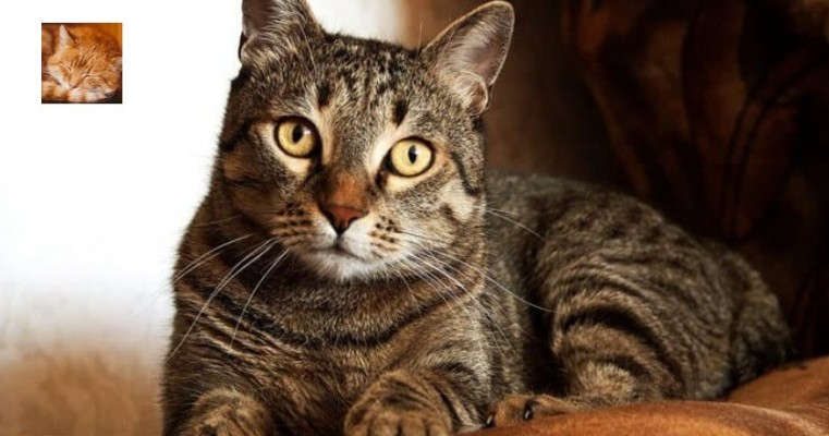 Conheça os gatos rajados: o charme dos animais com listras