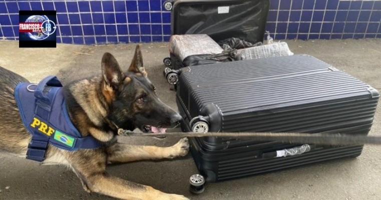 Com ajuda dos cães K9 Kaleu e Friedell PRF prende "Mula do Tráfico" com 50 Kg de maconha e skunk