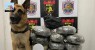 PM apreende armas e 13kg de maconha