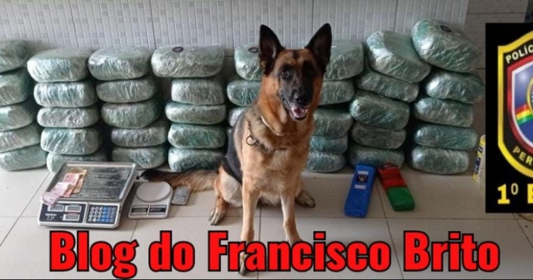 Com ajuda do cão de faro polícia prende casal com 43 Kg de maconha em Caruaru no Agreste de PE