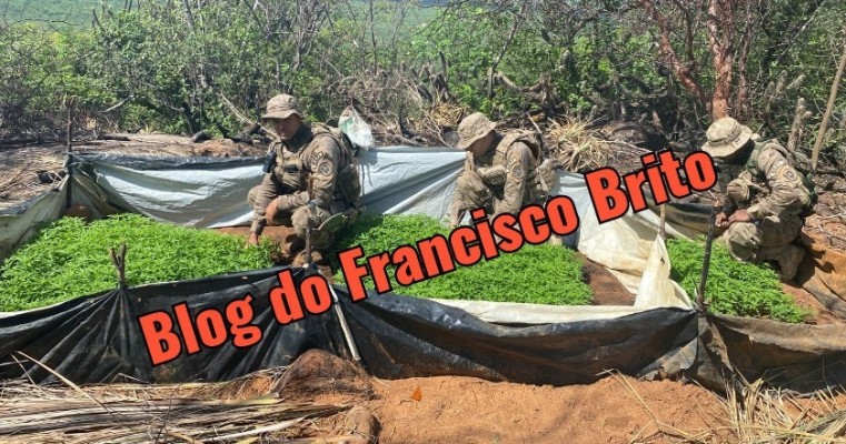 Polícia Federal e BEPI erradica roça de maconha em Cabrobó no Sertão de Pernambuco 