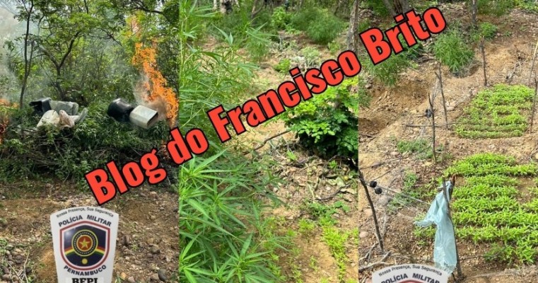 BEPI e Polícia Federal erradica roça de maconha no sítio Riacho Paredão em Orocó no Sertão de PE 