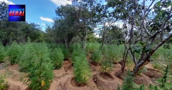 Operação da Delegacia da Polícia Federal de Salgueiro erradica 21 mil pés de maconha