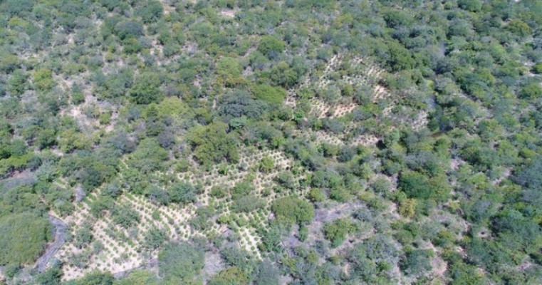 PF erradica 276 mil pés de maconha em Salgueiro, Parnamirim, Cabrobó, Orocó, Belém, Carnaubeira e Betânia