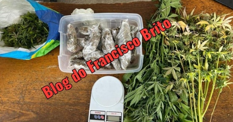 Polícia prende traficantes com estufa caseira de maconha em Petrolina no Sertão de PE