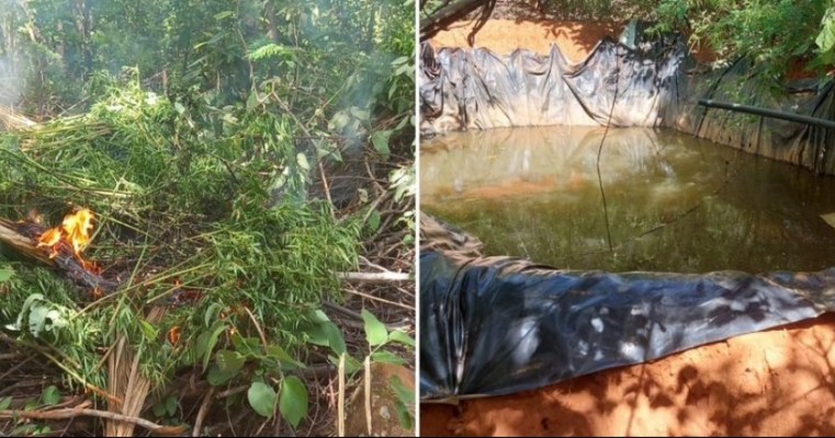 Políciais Militares erradicam 5.200 pés de maconha na zona rural de Carnaubeira da Penha no Sertão de PE