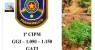 Militares erradicam 5.200 pés de maconha na zona rural de Carnaubeira da Penha no Sertão de PE